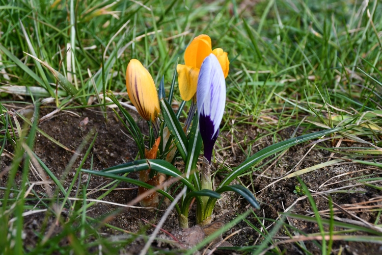 Przy promenadzie kwitną krokusy
