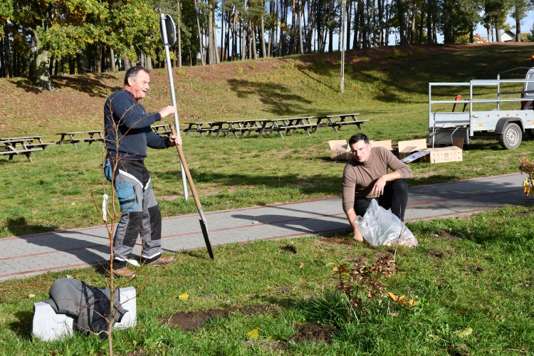 Kolejne cebulki wiosennych kwiatów posadzone na promenadzie.