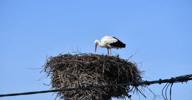 DSC_2266.JPG