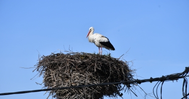 DSC_2267.JPG