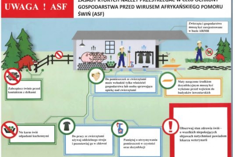Uwaga, ASF - zasady postępowania!